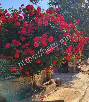 父亲寄来路边花引爆热议