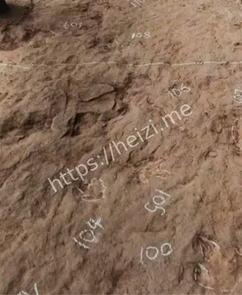 古蔺恐龙足迹多样性